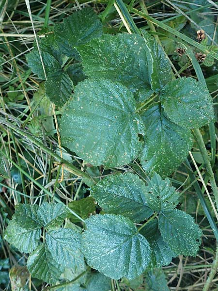 Rubus rugosifolius ? \ Runzelblättrige Haselblatt-Brombeere / Rugose-Leaved Bramble, D Lüdenscheid 10.9.2020