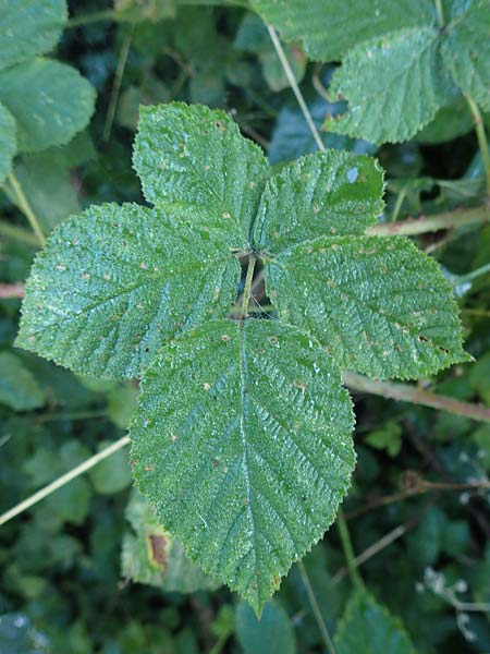 Rubus rugosifolius ? \ Runzelblättrige Haselblatt-Brombeere, D Lüdenscheid 10.9.2020