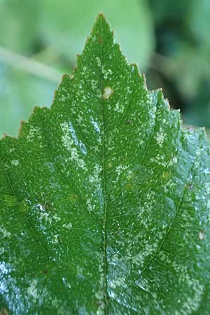 Rubus rugosifolius ? / Rugose-Leaved Bramble, D Lüdenscheid 10.9.2020