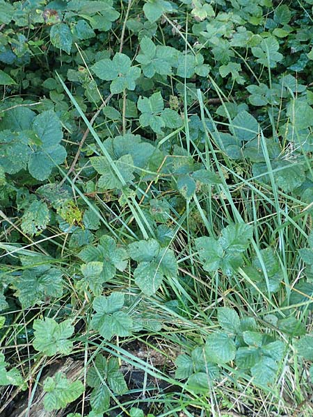 Rubus rugosifolius ? \ Runzelblttrige Haselblatt-Brombeere / Rugose-Leaved Bramble, D Lüdenscheid 10.9.2020