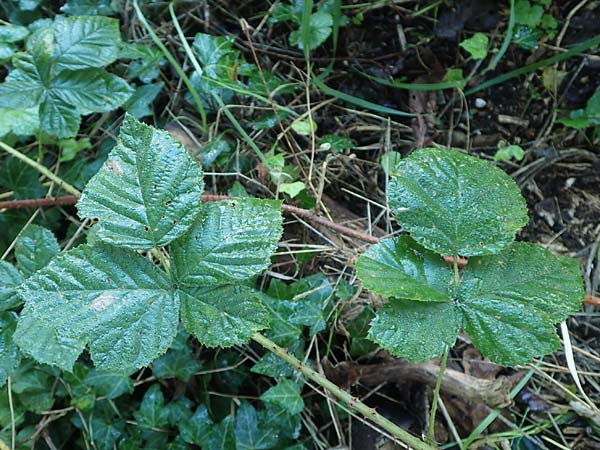 Rubus rugosifolius ? \ Runzelblättrige Haselblatt-Brombeere, D Lüdenscheid 10.9.2020