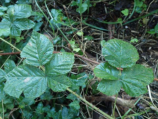 Rubus rugosifolius ? \ Runzelblttrige Haselblatt-Brombeere / Rugose-Leaved Bramble, D Lüdenscheid 10.9.2020