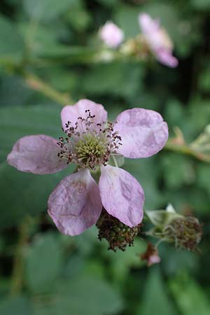 Rubus specK ? \ Brombeere / Bramble, D Mannheim 31.8.2021