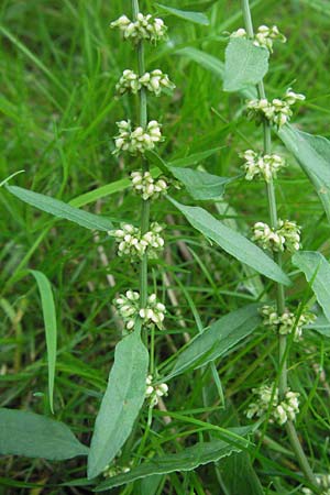 Rumex sanguineus \ Hain-Ampfer, D Hemsbach 9.7.2007