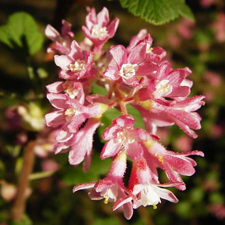 Ribes sanguineum \ Blut-Johannisbeere, Zier-Johannisbeere / Red-Flowering Currant, D Schwetzingen 22.4.2015