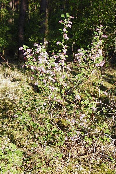 Ribes sanguineum \ Blut-Johannisbeere, Zier-Johannisbeere, D Schwetzingen 22.4.2015