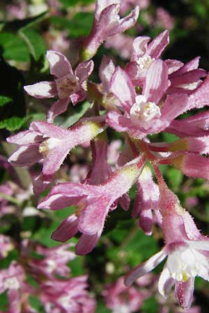 Ribes sanguineum / Red-Flowering Currant, D Schwetzingen 22.4.2015