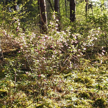 Ribes sanguineum \ Blut-Johannisbeere, Zier-Johannisbeere, D Schwetzingen 22.4.2015