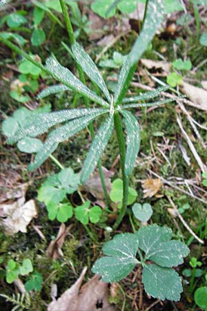 Ranunculus subtruncatus \ Gestutzter Gold-Hahnenfu / Truncated Goldilocks, D Marktheidenfeld 9.5.2015