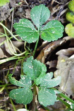 Ranunculus subtruncatus \ Gestutzter Gold-Hahnenfu, D Marktheidenfeld 9.5.2015