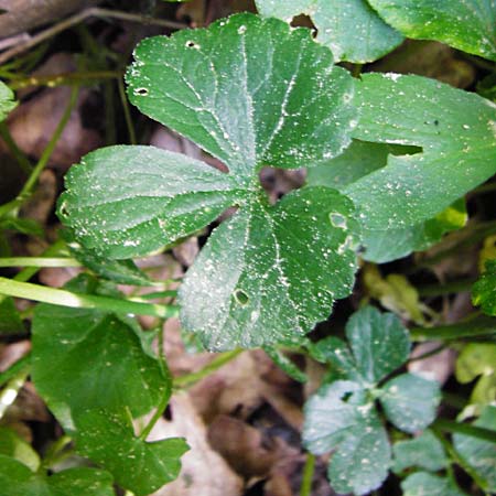 Ranunculus subtruncatus \ Gestutzter Gold-Hahnenfu, D Marktheidenfeld 9.5.2015