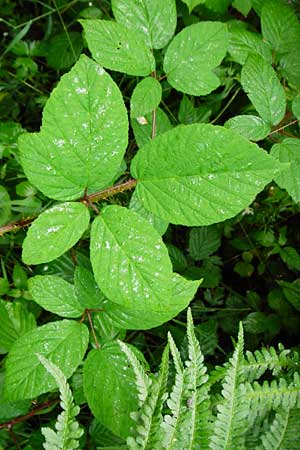 Rubus subcordatus \ Herzhnliche Brombeere, D Odenwald, Unterflockenbach 27.6.2015