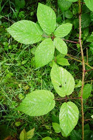 Rubus subcordatus / Heart-Leaved Bramble, D Odenwald, Unterflockenbach 27.6.2015