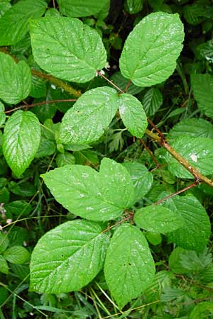 Rubus subcordatus \ Herzähnliche Brombeere / Heart-Leaved Bramble, D Odenwald, Unterflockenbach 27.6.2015