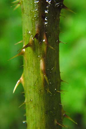 Rubus subcordatus \ Herzhnliche Brombeere, D Odenwald, Unterflockenbach 27.6.2015