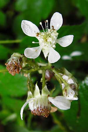 Rubus subcordatus \ Herzhnliche Brombeere, D Odenwald, Unterflockenbach 27.6.2015