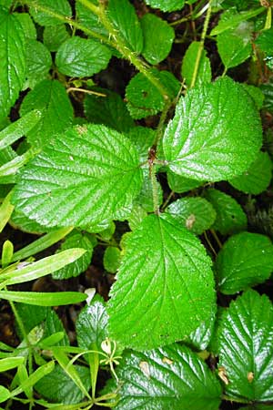 Rubus subcordatus \ Herzähnliche Brombeere / Heart-Leaved Bramble, D Odenwald, Unterflockenbach 27.6.2015