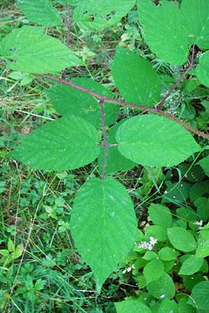 Rubus subcordatus \ Herzähnliche Brombeere / Heart-Leaved Bramble, D Odenwald, Unterflockenbach 2.7.2015