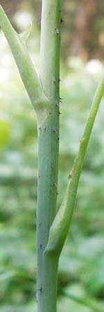 Rubus idaeus \ Himbeere, D Meßstetten-Unterdigisheim (Schwäb. Alb) 11.7.2015