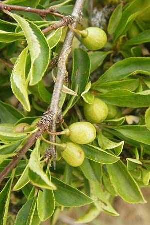 Rhamnus saxatilis \ Felsen-Kreuzdorn, D Eching 25.7.2015