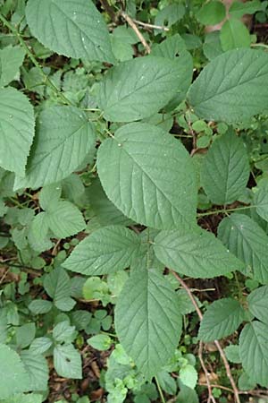 Rubus subcordatus \ Herzähnliche Brombeere / Heart-Leaved Bramble, D Wald-Erlenbach 30.7.2016