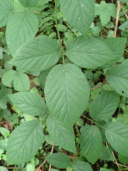 Rubus subcordatus \ Herzhnliche Brombeere / Heart-Leaved Bramble, D Wald-Erlenbach 30.7.2016