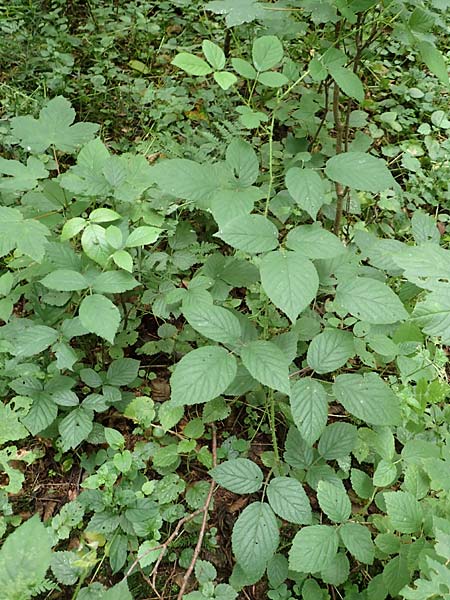 Rubus subcordatus \ Herzhnliche Brombeere / Heart-Leaved Bramble, D Wald-Erlenbach 30.7.2016