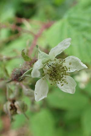 Rubus subcordatus \ Herzhnliche Brombeere / Heart-Leaved Bramble, D Odenwald, Reichelsheim 16.6.2017