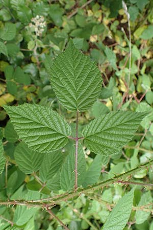 Rubus subcordatus \ Herzhnliche Brombeere / Heart-Leaved Bramble, D Odenwald, Reichelsheim 16.6.2017