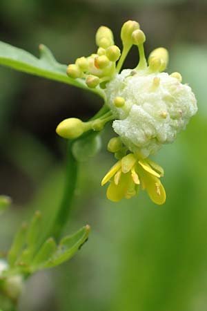 Rorippa sylvestris / Creeping Yellow-Cress, D Groß-Gerau 15.7.2017