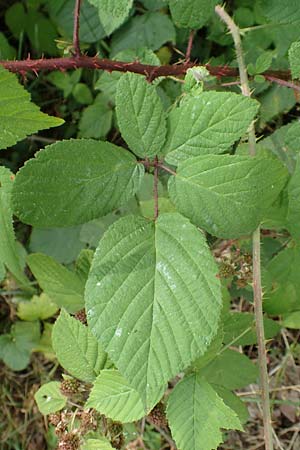 Rubus subcordatus \ Herzhnliche Brombeere / Heart-Leaved Bramble, D Odenwald, Fürth 5.7.2018
