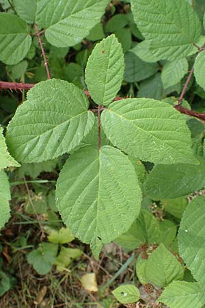 Rubus subcordatus \ Herzhnliche Brombeere / Heart-Leaved Bramble, D Odenwald, Fürth 5.7.2018