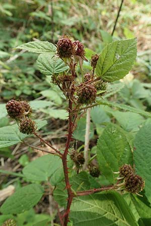 Rubus subcordatus \ Herzhnliche Brombeere / Heart-Leaved Bramble, D Odenwald, Fürth 5.7.2018