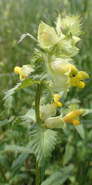 Rhinanthus serotinus / Narrow-Leaved Yellow-Rattle, D Dietzenbach 19.5.2019