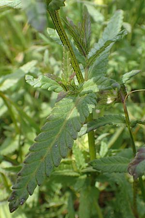 Rhinanthus serotinus \ Groer Klappertopf / Narrow-Leaved Yellow-Rattle, D Dietzenbach 19.5.2019