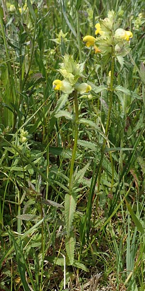 Rhinanthus serotinus \ Groer Klappertopf / Narrow-Leaved Yellow-Rattle, D Dietzenbach 19.5.2019