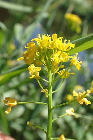 Rorippa pyrenaica \ Wilde Sumpfkresse / Creeping Yellow-Cress, D Schwarzwald/Black-Forest, Gengenbach 18.6.2019