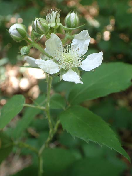Rubus sciocharis ? \ Schattenliebende Brombeere, D Neu-Isenburg 22.6.2019