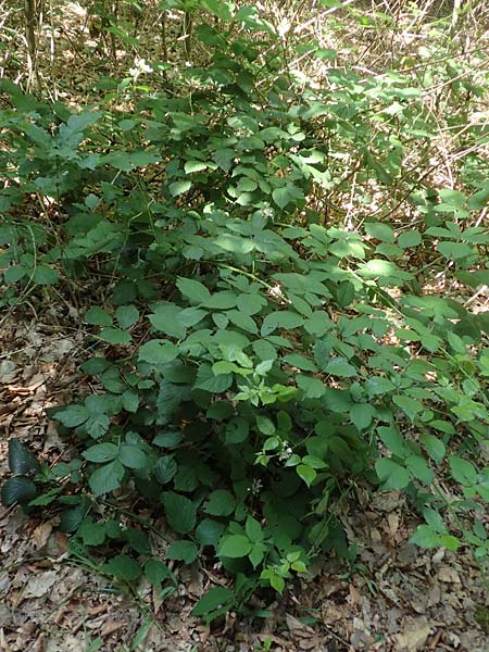 Rubus sciocharis ? \ Schattenliebende Brombeere, D Neu-Isenburg 22.6.2019