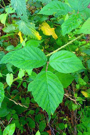 Rubus schleicheri \ Schleichers Brombeere, D Trendelburg 28.7.2019