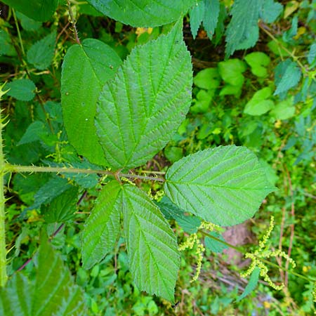 Rubus schleicheri \ Schleichers Brombeere, D Trendelburg 28.7.2019