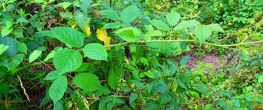 Rubus schleicheri \ Schleichers Brombeere, D Trendelburg 28.7.2019