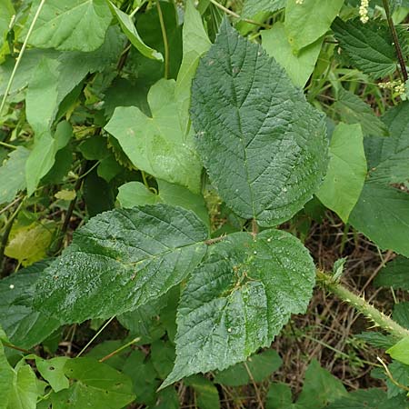 Rubus schleicheri \ Schleichers Brombeere, D Trendelburg 28.7.2019