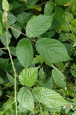 Rubus schleicheri \ Schleichers Brombeere / Schleicher's Bramble, D Trendelburg 28.7.2019