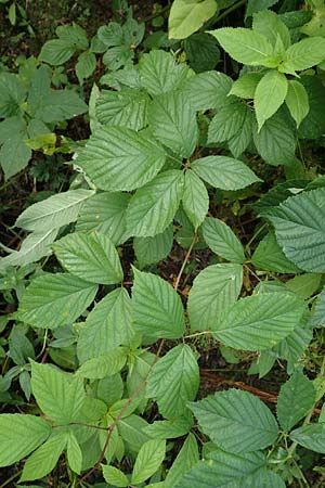 Rubus schlechtendalii \ Schlechtendals Brombeere / Schlechtendal's Bramble, D Trendelburg 28.7.2019