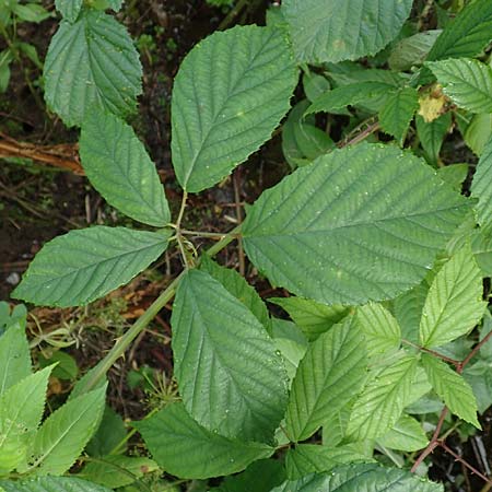 Rubus schlechtendalii \ Schlechtendals Brombeere / Schlechtendal's Bramble, D Trendelburg 28.7.2019