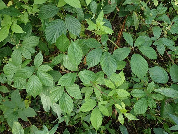 Rubus schlechtendalii \ Schlechtendals Brombeere, D Trendelburg 28.7.2019