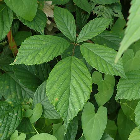 Rubus schlechtendalii \ Schlechtendals Brombeere, D Trendelburg 28.7.2019