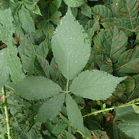 Rubus schleicheri \ Schleichers Brombeere / Schleicher's Bramble, D Hofgeismar 28.7.2019