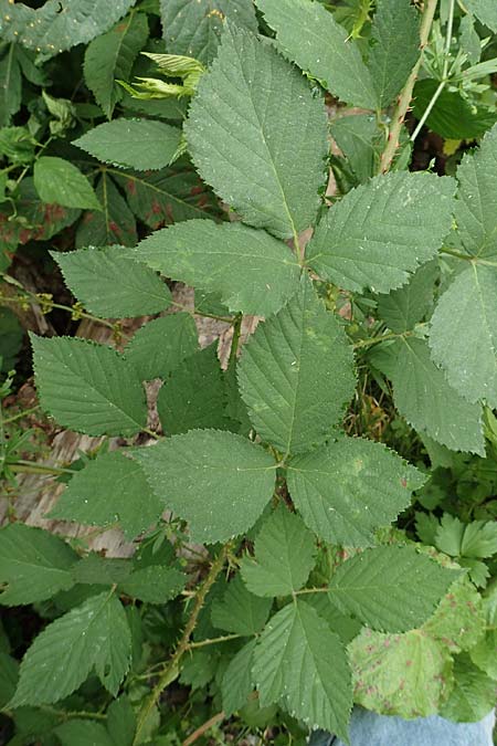 Rubus schleicheri \ Schleichers Brombeere / Schleicher's Bramble, D Hofgeismar 28.7.2019